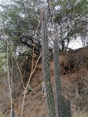 Lemaireocereus hollianus