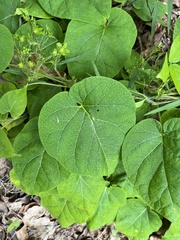 Matelea hirtelliflora
