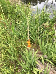 Gladiolus dalenii