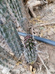 Lemaireocereus hollianus