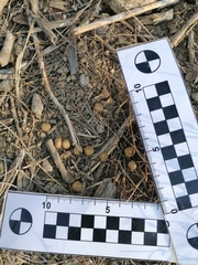 Sylvilagus cunicularius