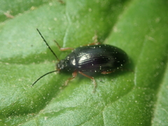 Gonodera luperus