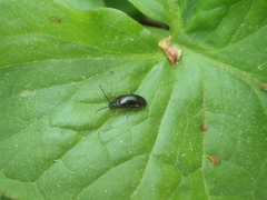 Gonodera luperus