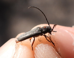 Phytoecia virgula