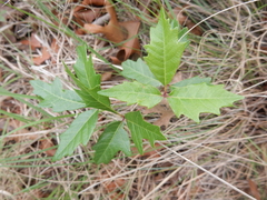 Toxicodendron radicans verrucosum