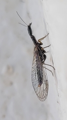 Xanthostigma