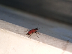Malachius coccineus