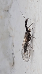 Xanthostigma