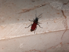 Malachius coccineus