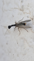 Xanthostigma