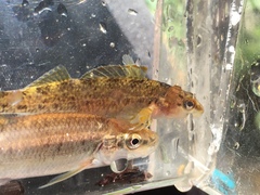 Campostoma oligolepis