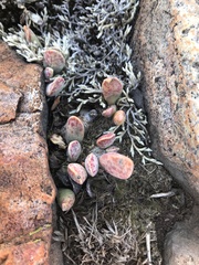 Adromischus umbraticola