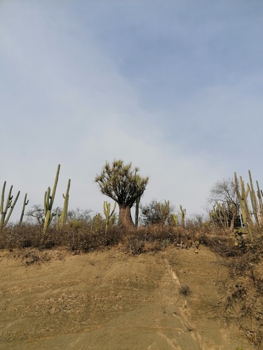 Beaucarnea gracilis