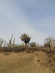 Beaucarnea gracilis