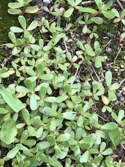 Portulaca oleracea