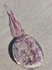 Pelagia noctiluca