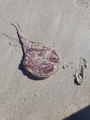 Pelagia noctiluca