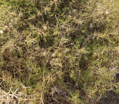 Astragalus armatus numidicus