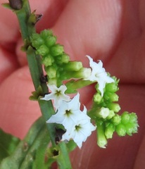 Heliotropium steudneri