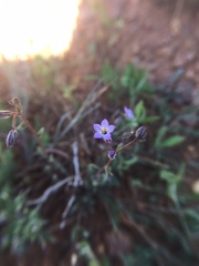 Gilia minor