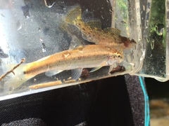 Campostoma oligolepis