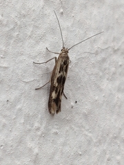 Scythris limbella