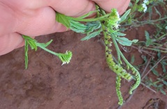 Heliotropium steudneri