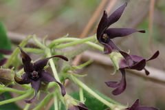 Matelea hirtelliflora