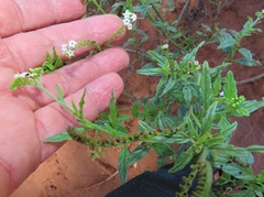 Heliotropium steudneri