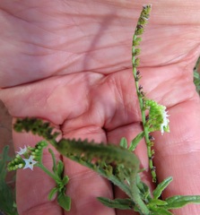 Heliotropium steudneri