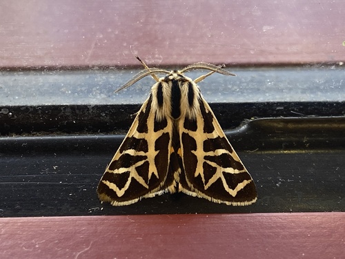 Blake's Tiger Moth photo 4