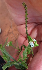 Heliotropium steudneri