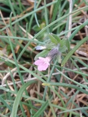Buglossoides incrassata permixta