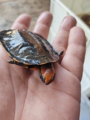 Platemys platycephala