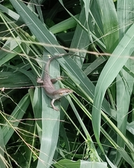 Trachylepis thomensis