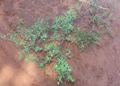 Heliotropium steudneri