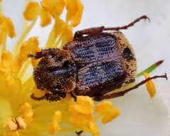 Valgus canaliculatus