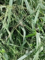 Trachylepis thomensis