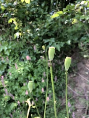 Papaver dubium