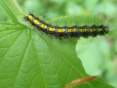 Callimorpha dominula