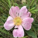 photo of Smooth Rose (Rosa blanda)