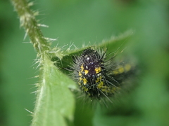 Callimorpha dominula