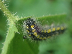 Callimorpha dominula