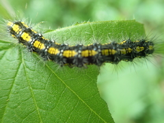 Callimorpha dominula