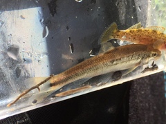 Campostoma oligolepis