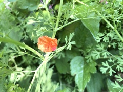 Papaver dubium