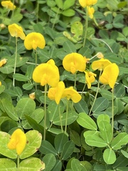 Arachis duranensis