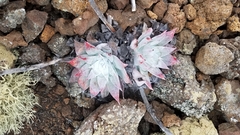 Dudleya anthonyi