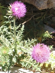 Carduus macrocephalus