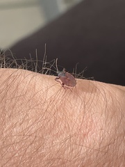 Gastrodes grossipes